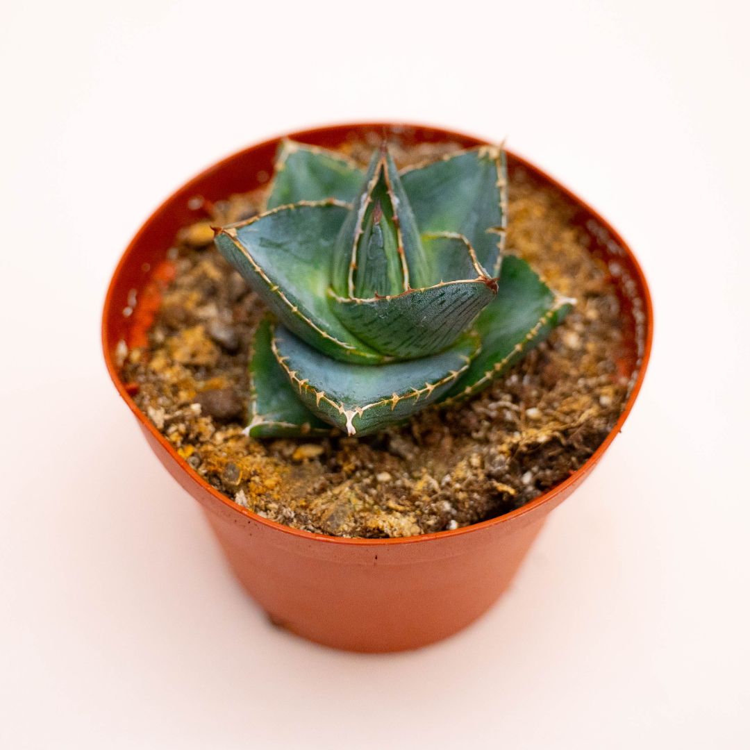 Agave pumila Ø 10,5 cm
