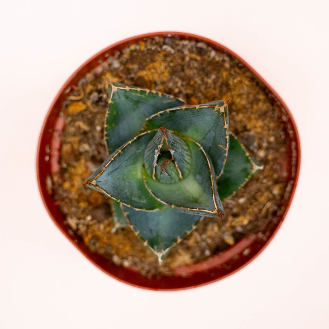 Agave pumila Ø 10,5 cm