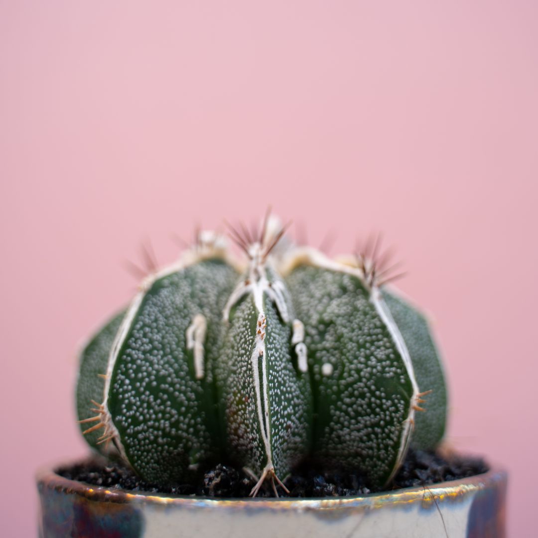 Astrophytum ornatum hannya hybrid Astrophytum ornatum hannya hybrid