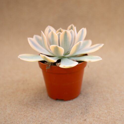 Echeveria runyonii variegata Ø 8,5 cm