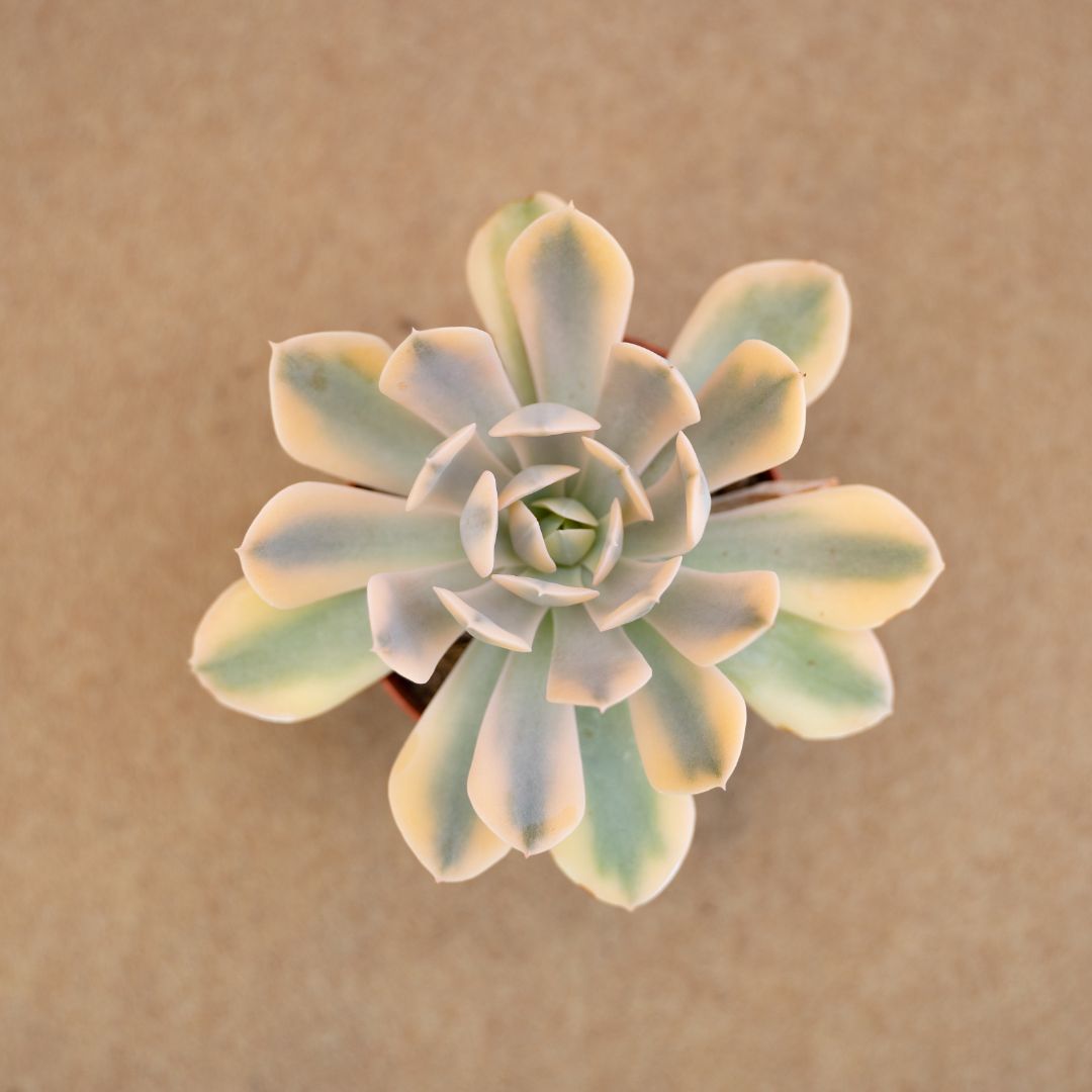 Echeveria runyonii variegata Ø 8,5 cm
