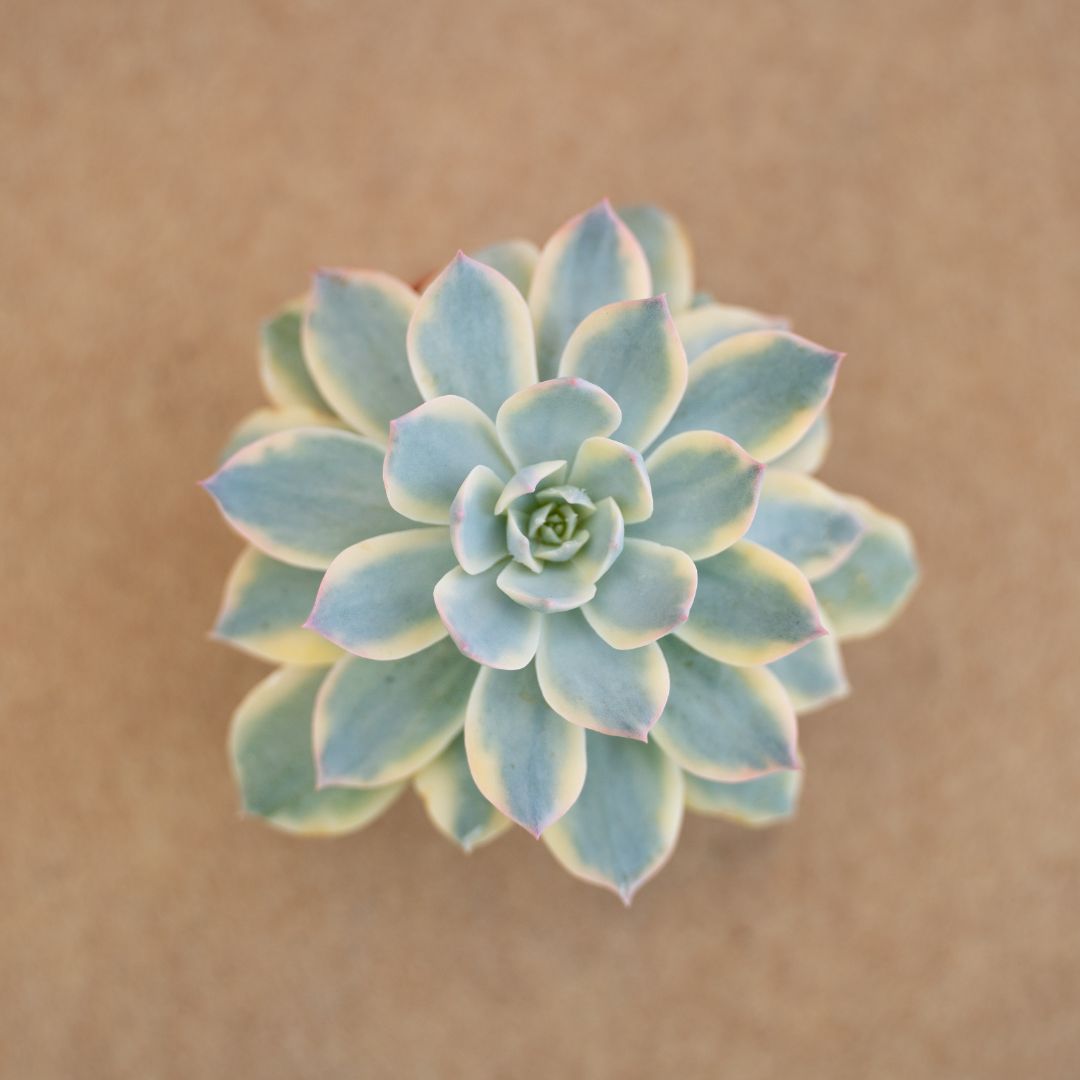 Echeveria subsessilis variegata Ø 8,5 cm