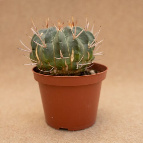 Echinofossulocactus coptonogonus Ø 10,5 cm