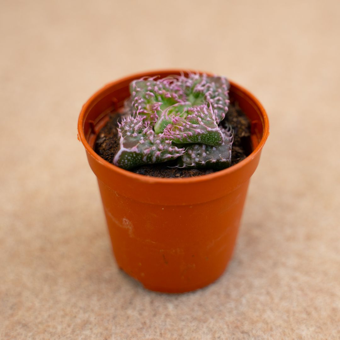 Faucaria felina subs cv Super Warty Ø 7,5 cm