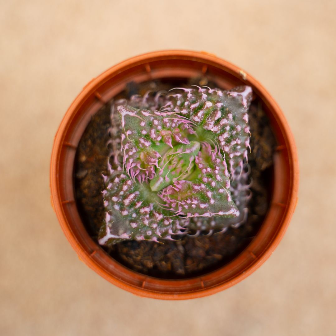 Faucaria felina subs cv Super Warty Ø 7,5 cm