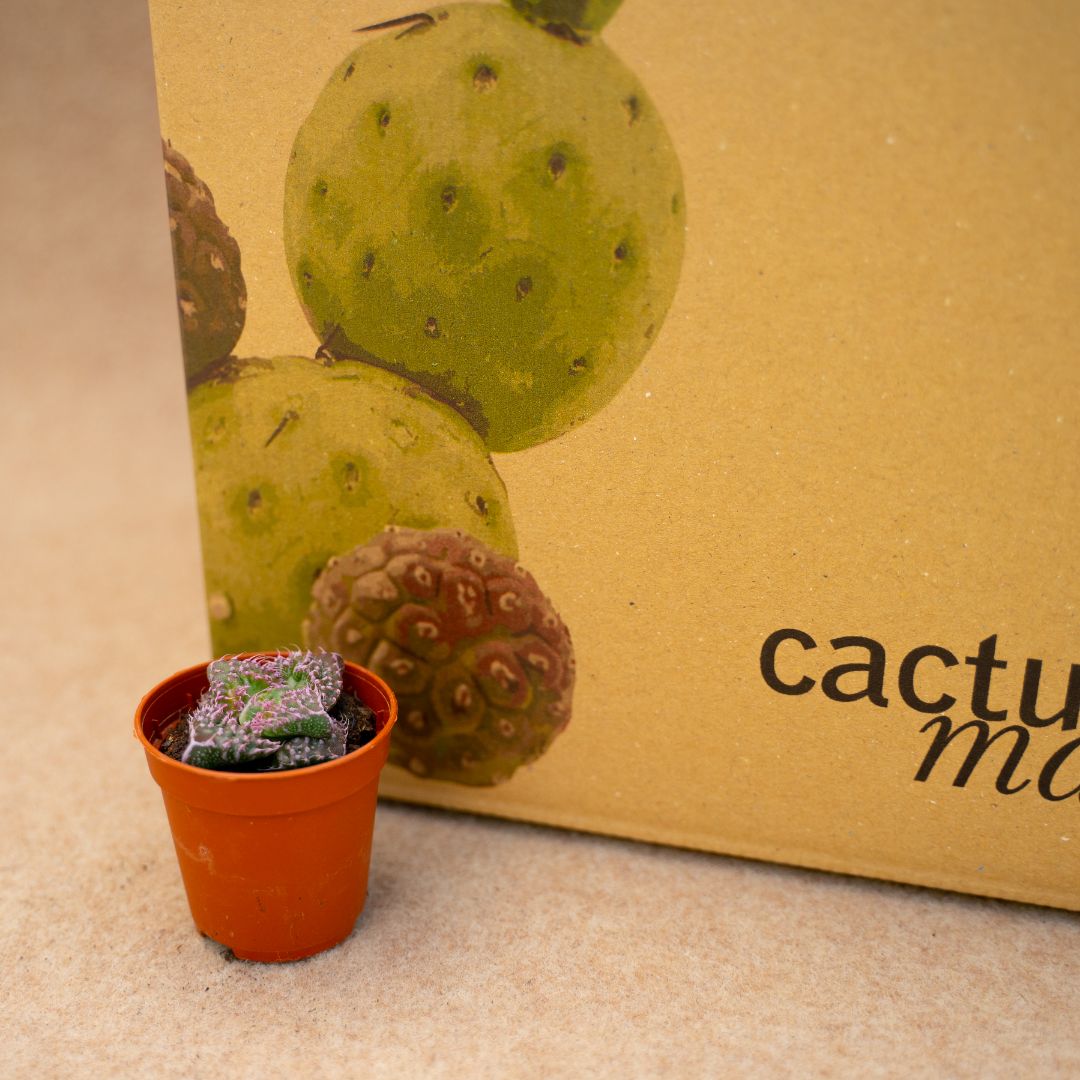 Faucaria felina subs cv Super Warty Ø 7,5 cm