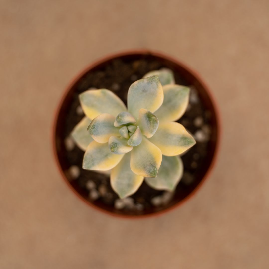 Graptoveria titubans variegata Ø 7,5 cm - immagine 2