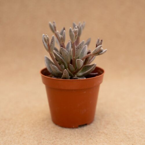 Lenophyllum guttatum variegato Ø 7,5 cm