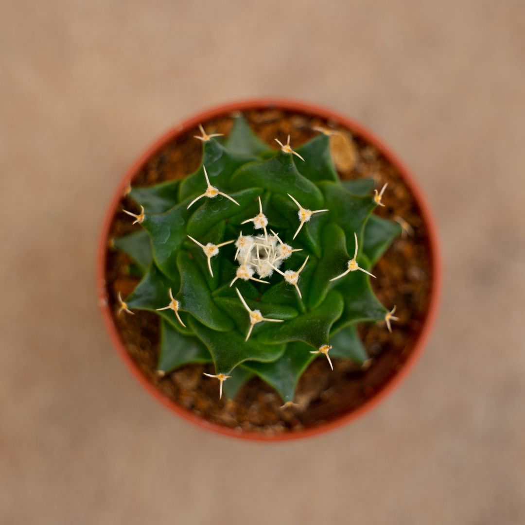 Obregonia denegrii Ø 5,5 cm - immagine 2
