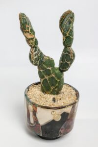 Opuntia zebrina reticulata ManeRaku 185