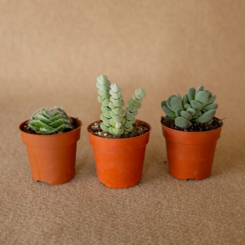 Set Crassula 3 piante Ø 8,5 cm