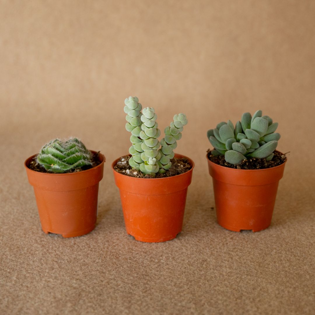 Set Crassula 3 piante Ø 8,5 cm