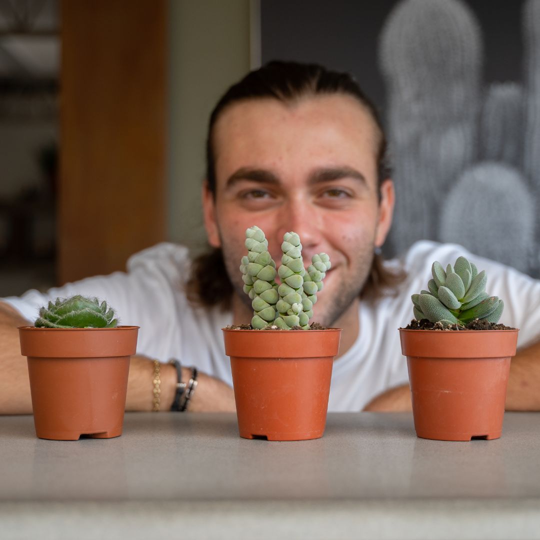 Set Crassula 3 piante Ø 8,5 cm