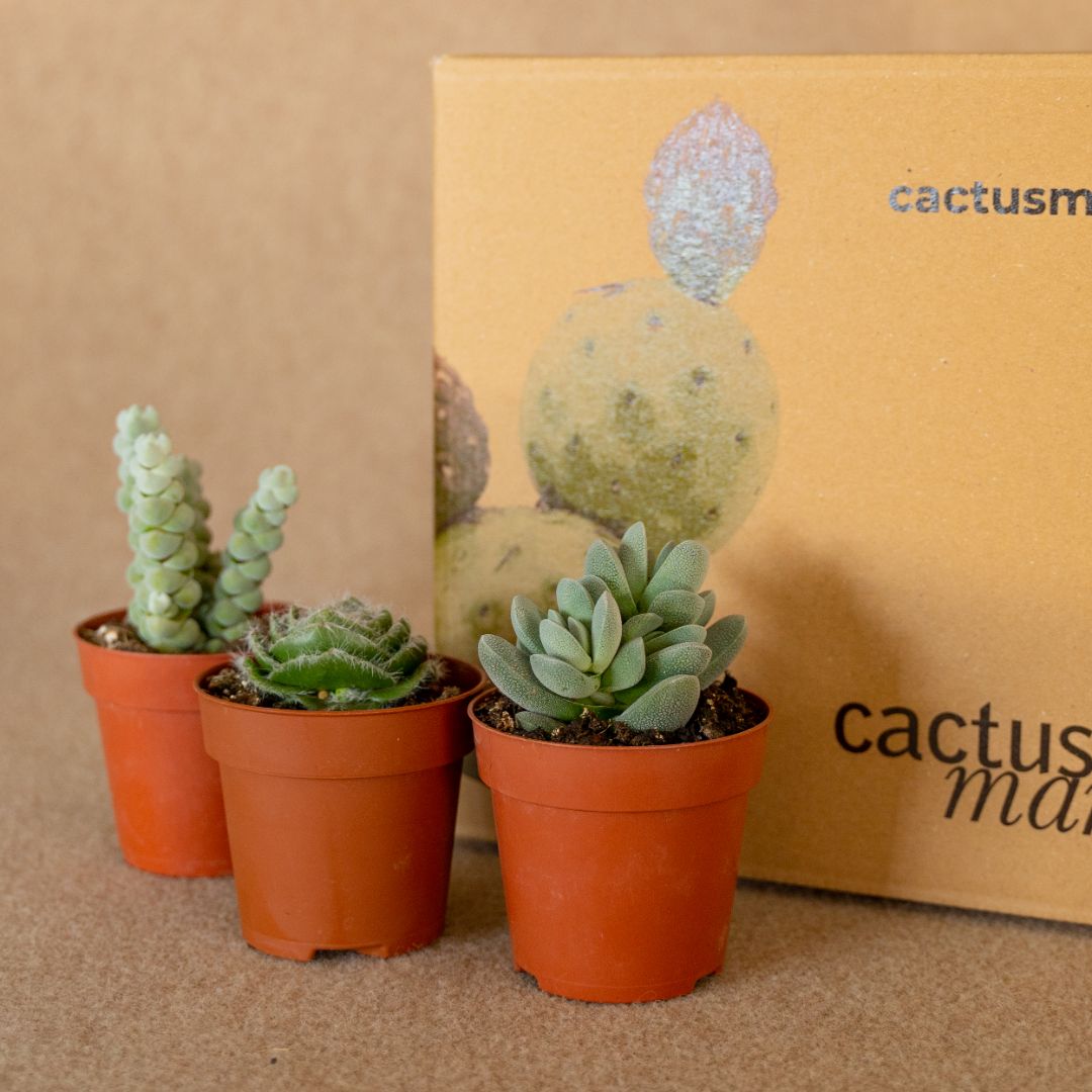Set Crassula 3 piante Ø 8,5 cm