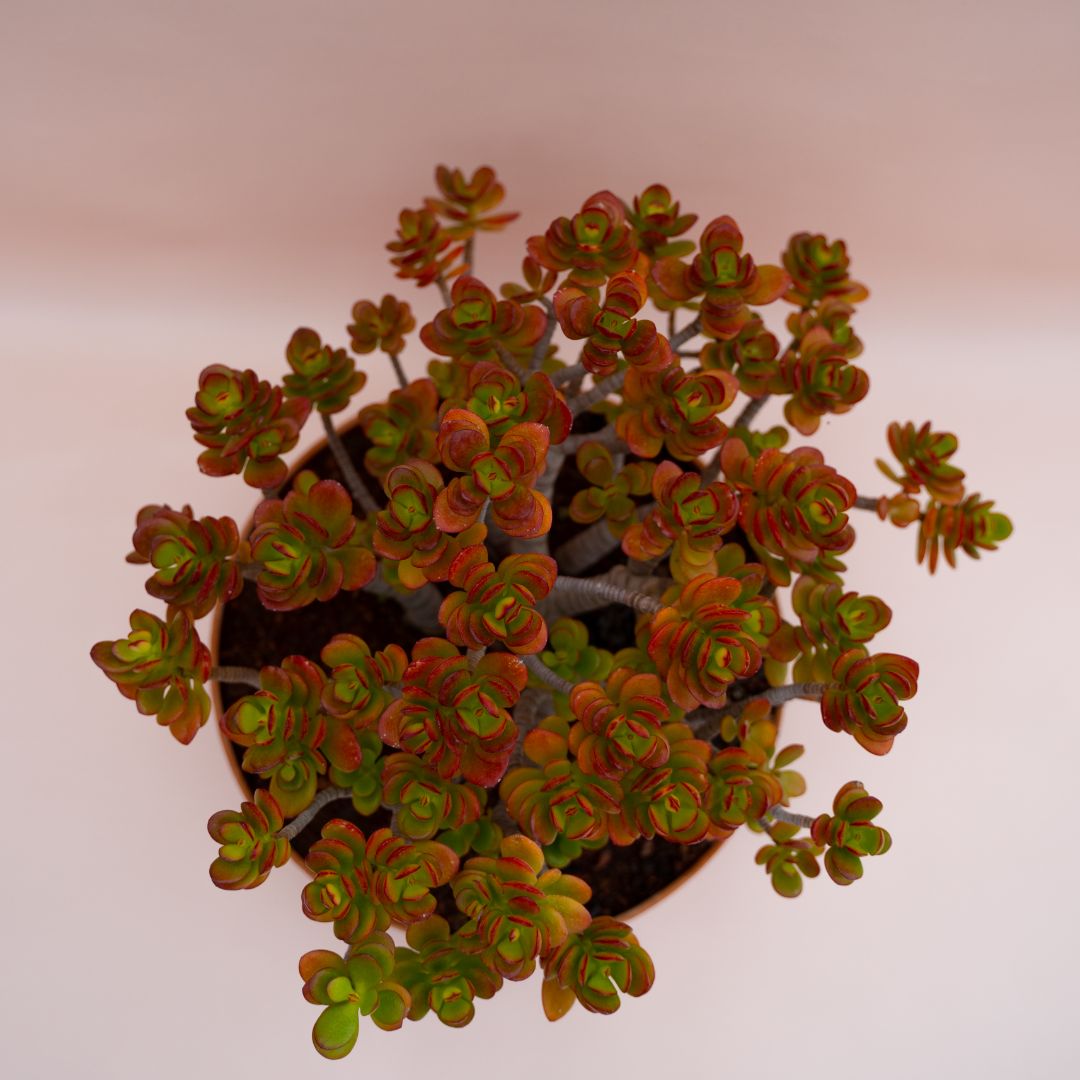 Crassula portulacea minor Ø 30 cm