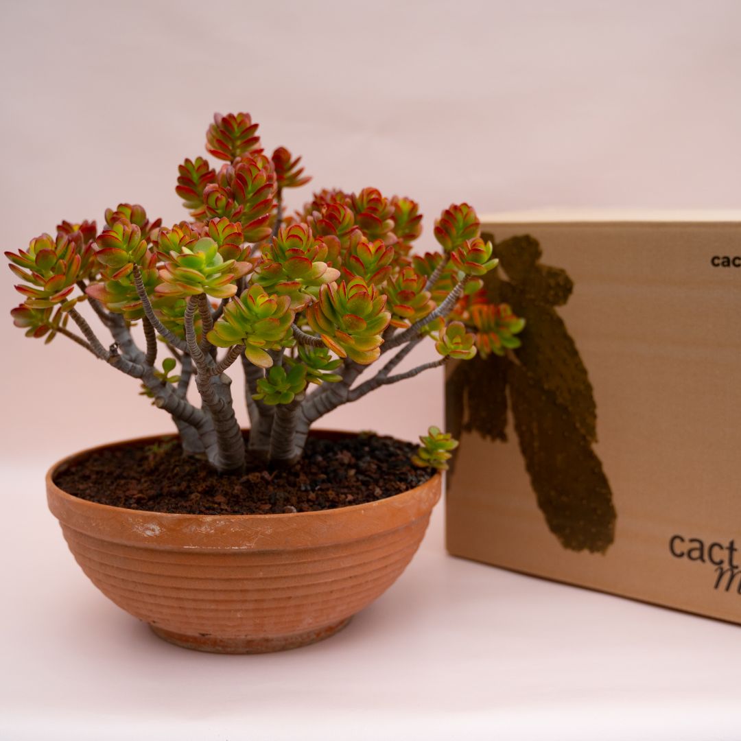Crassula portulacea minor Ø 30 cm