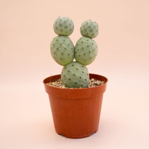 Tephrocactus geometricus 5 palle Ø 12 cm