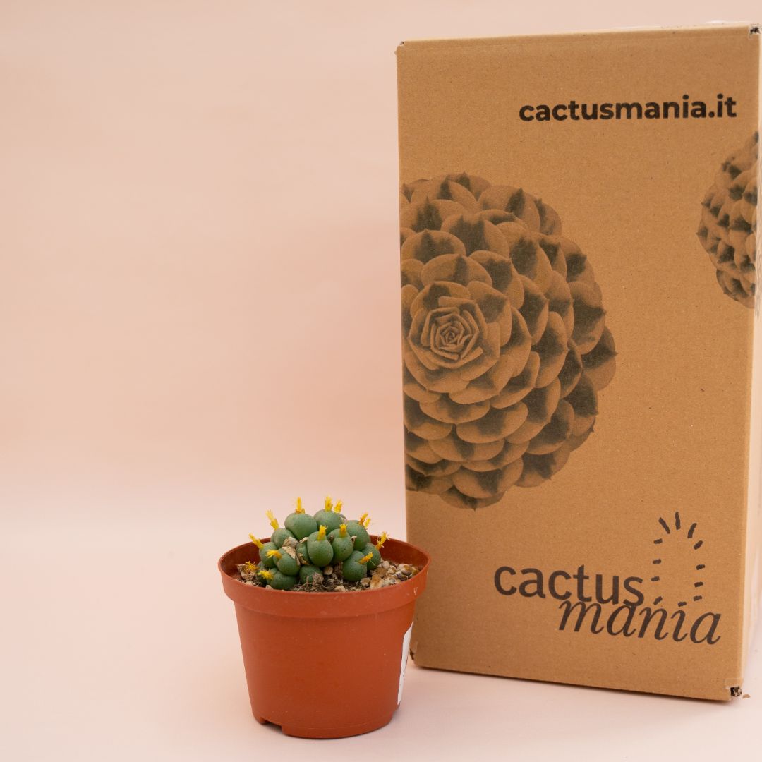 Conophytum velutinum Ø 10,5 cm
