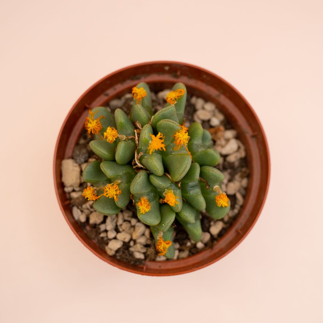 Conophytum bilobum Ø 10,5 cm
