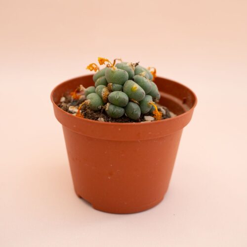 Conophytum globosum Ø 10,5 cm