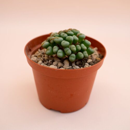 Conophytum meyeri Ø 10,5 cm