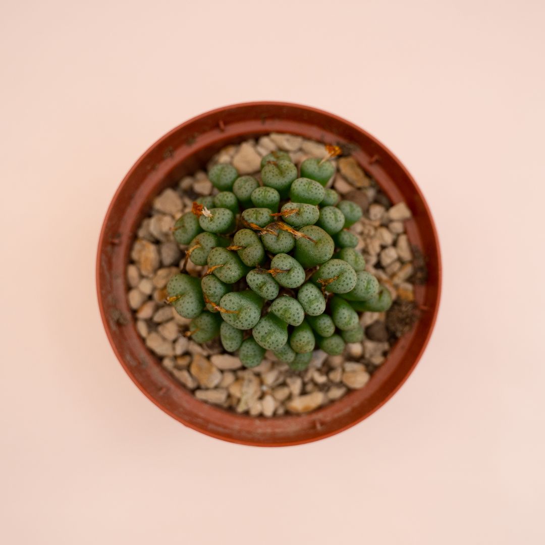 Conophytum meyeri Ø 10,5 cm