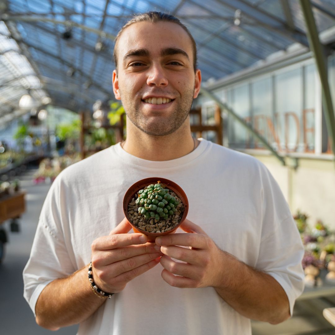 Conophytum meyeri Ø 10,5 cm