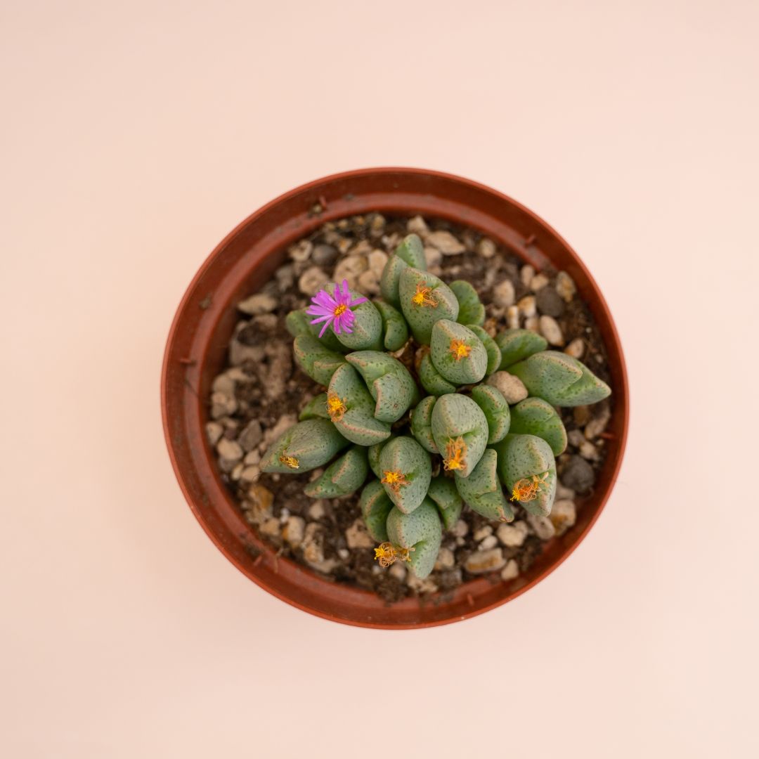 Conophytum taylorianum ernianum Ø 10,5 cm