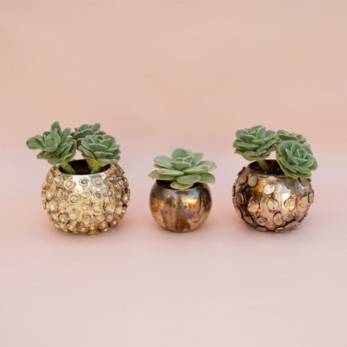 Echeveria Lovely Rose Bijoux Collection