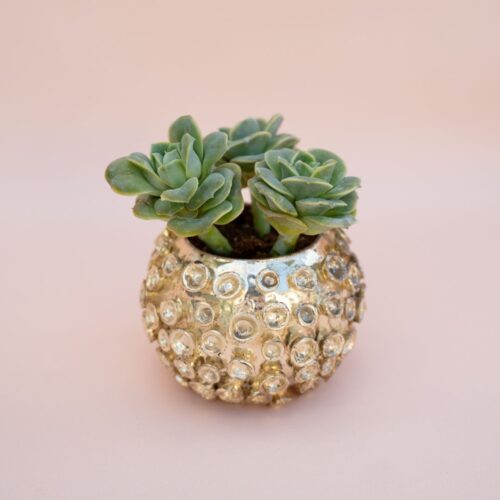 Echeveria Lovely Rose Bijoux Harmony