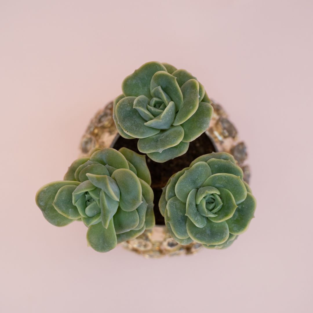 Echeveria Lovely Rose Bijoux Harmony