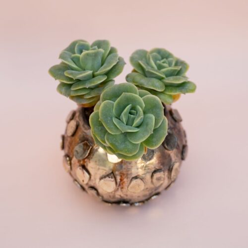 Echeveria Lovely Rose Bijoux Serenity