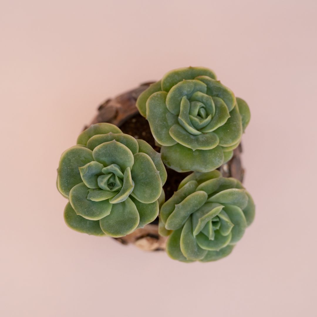 Echeveria Lovely Rose Bijoux Serenity