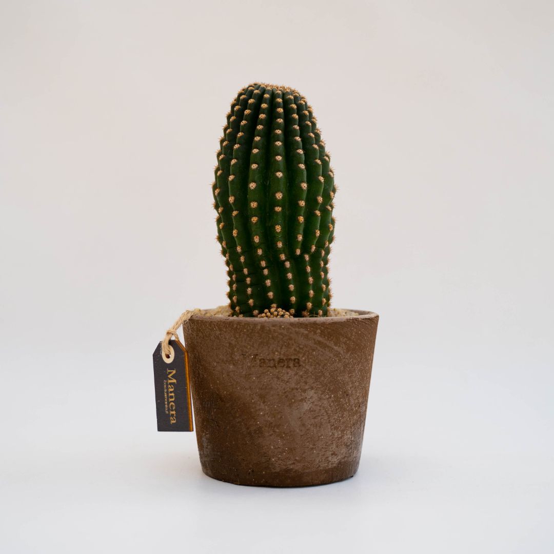Echinopsis x pasacana - Linea Manera Choco
