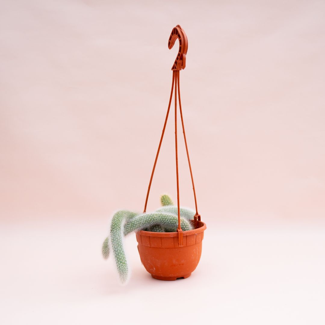 Hildewintera colademononis Ø 14 cm