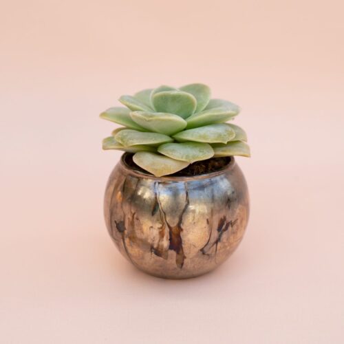 Echeveria Lovely Rose Bijoux Joy