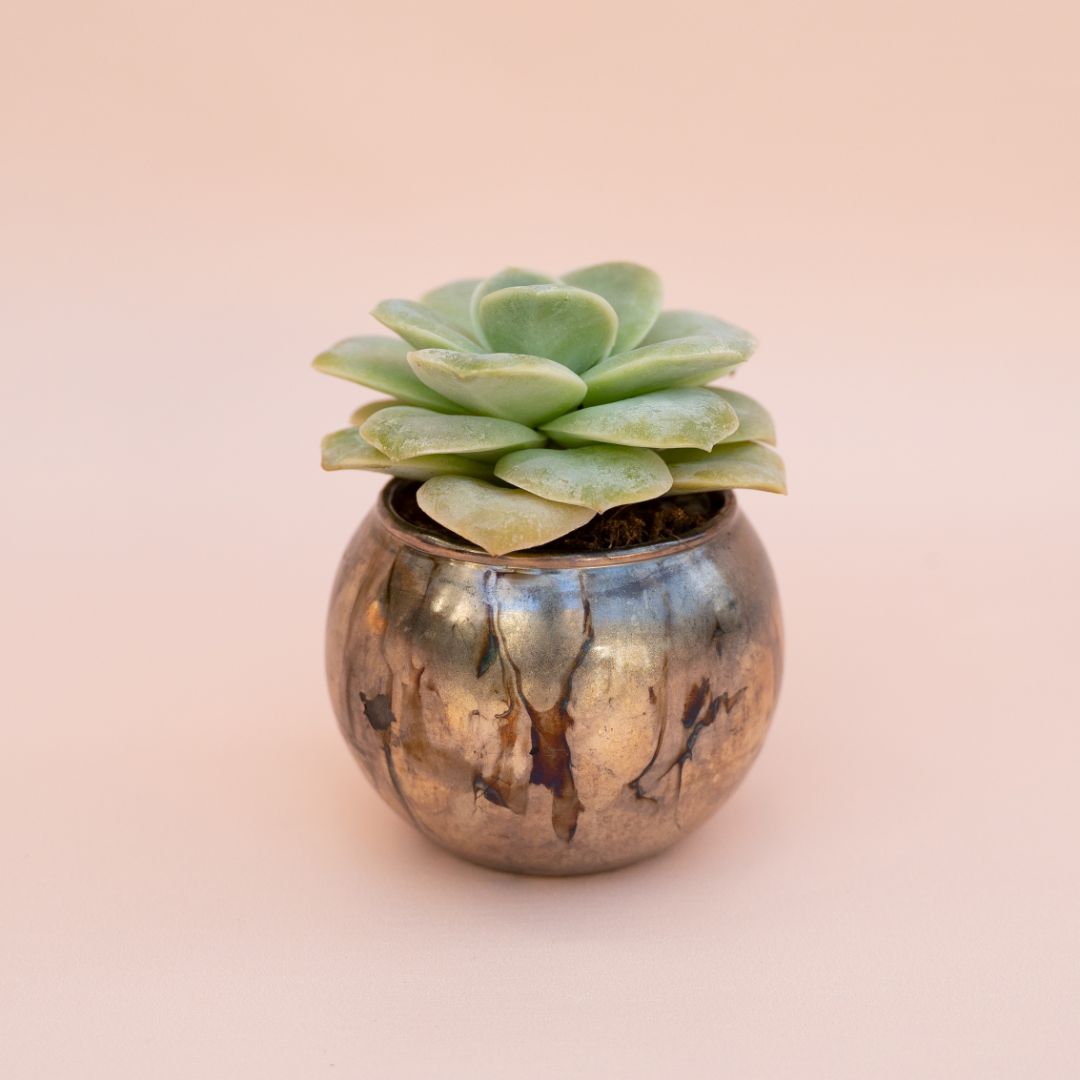 Echeveria Lovely Rose Bijoux Joy