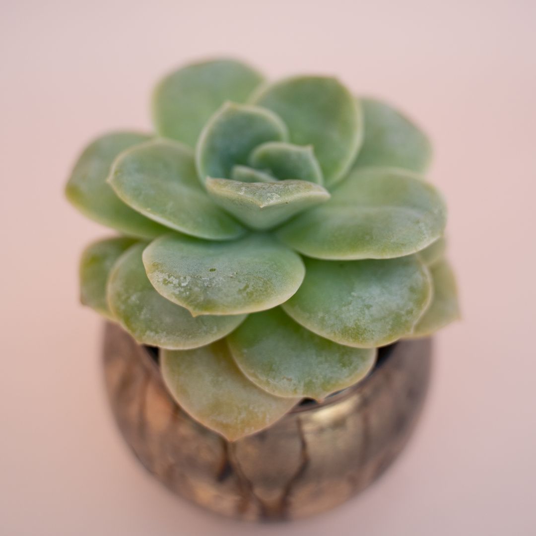 Echeveria Lovely Rose Bijoux Joy