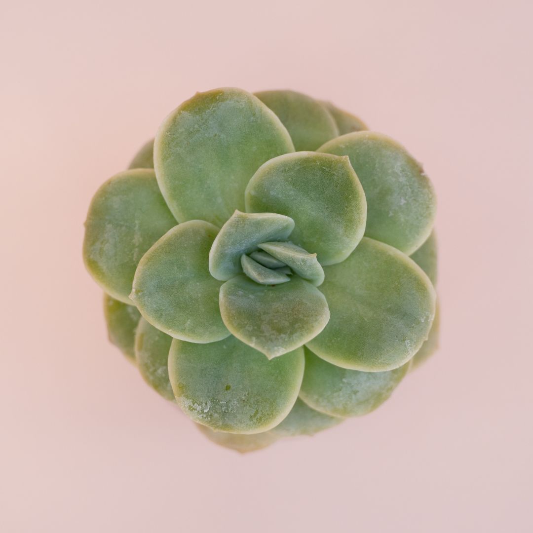 Echeveria Lovely Rose Bijoux Joy