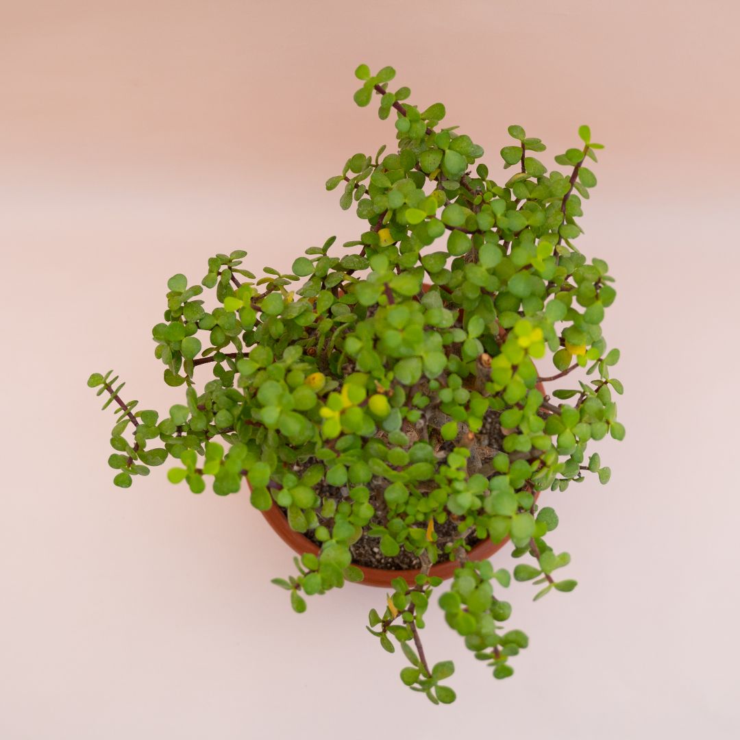 Portulacaria afra Ø 20 cm - immagine 3