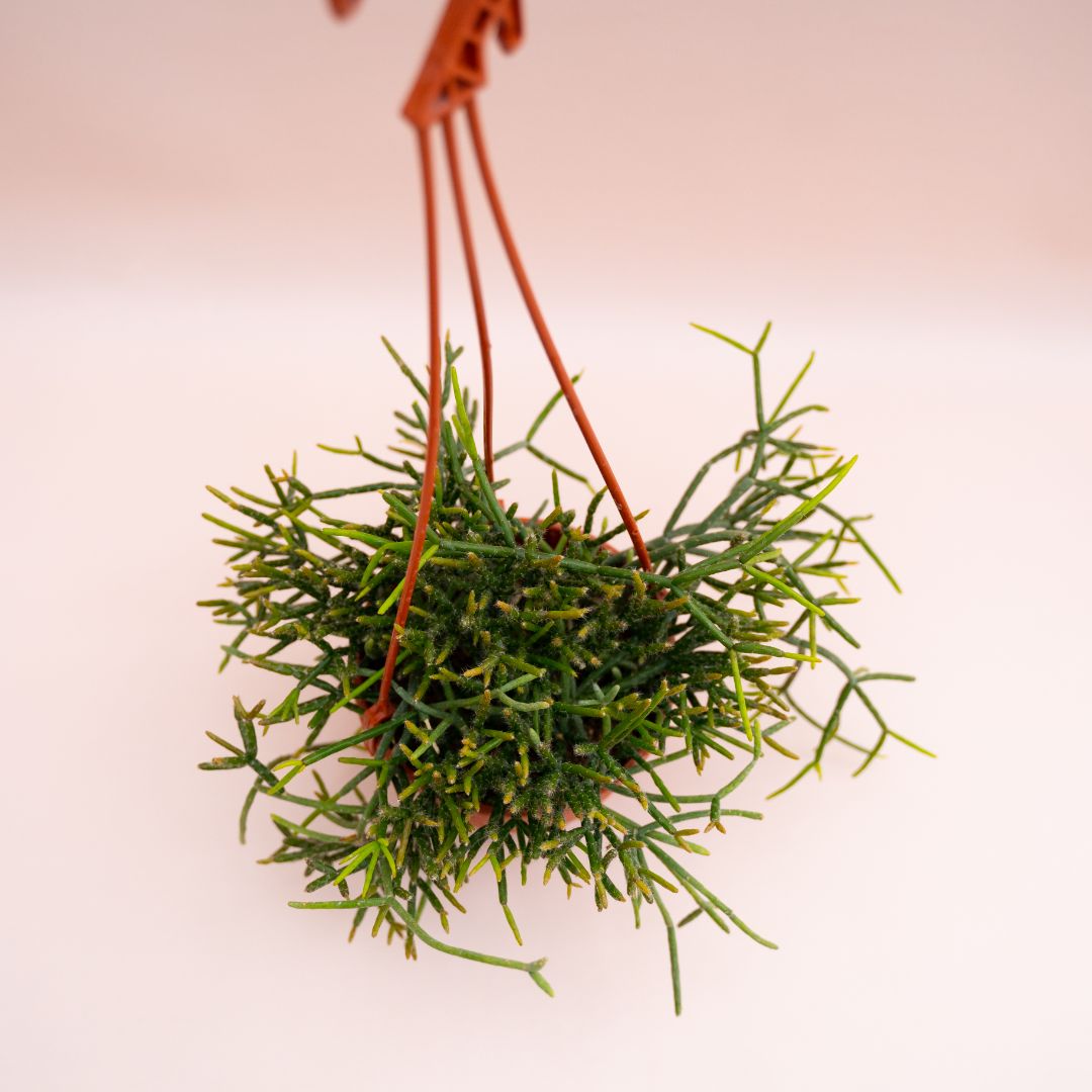 Rhipsalis baccifera Ø 14 cm