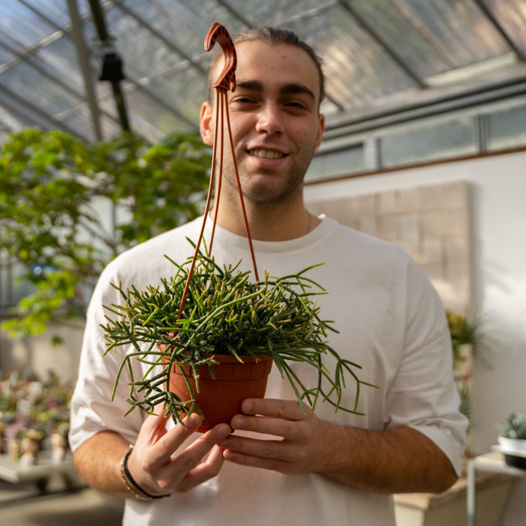 Rhipsalis baccifera Ø 14 cm