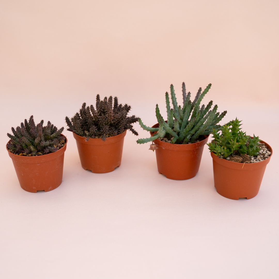 Set 4 Asclepiadaceae Ø 10,5 cm