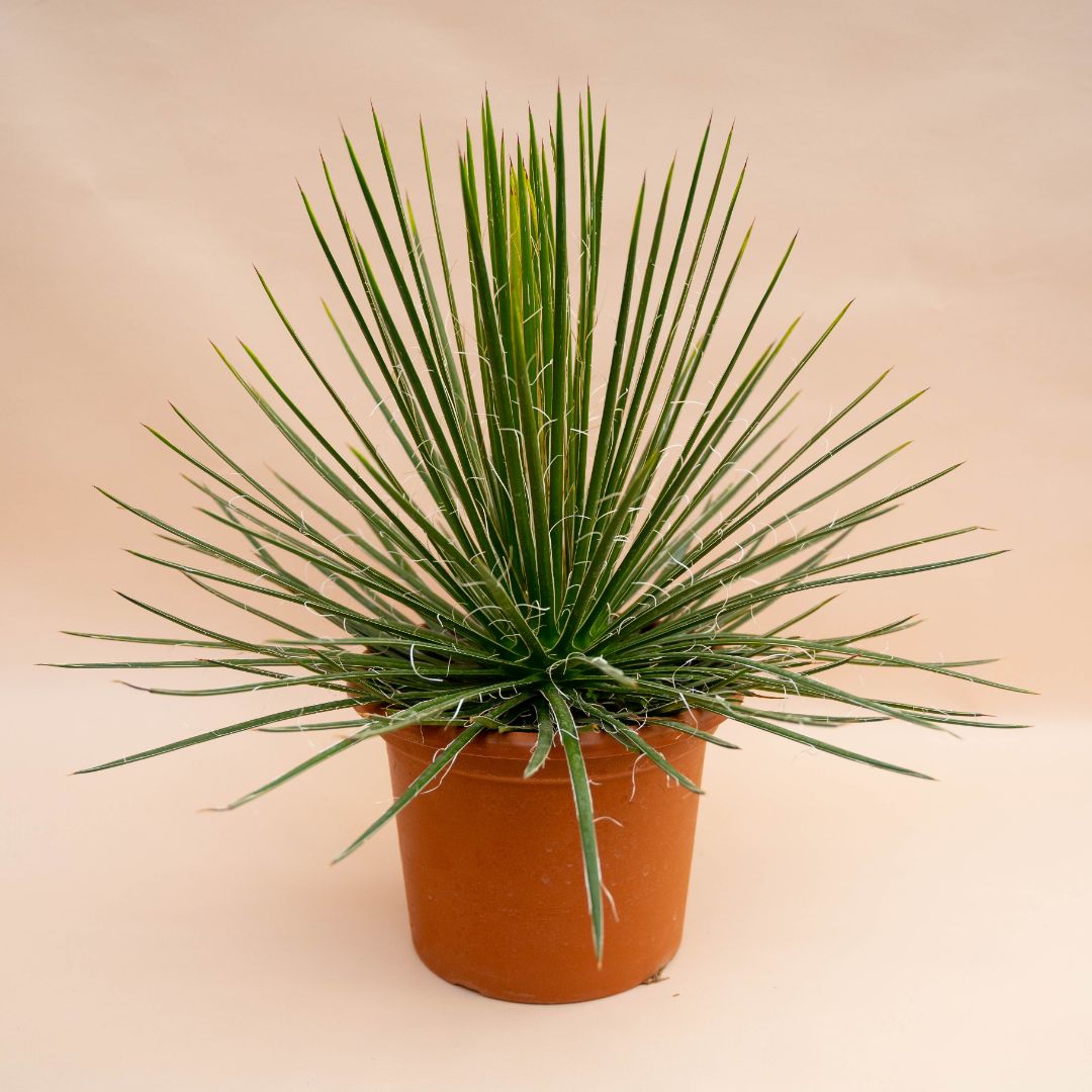 Agave geminiflora in vaso Ø 25 cm - immagine 2