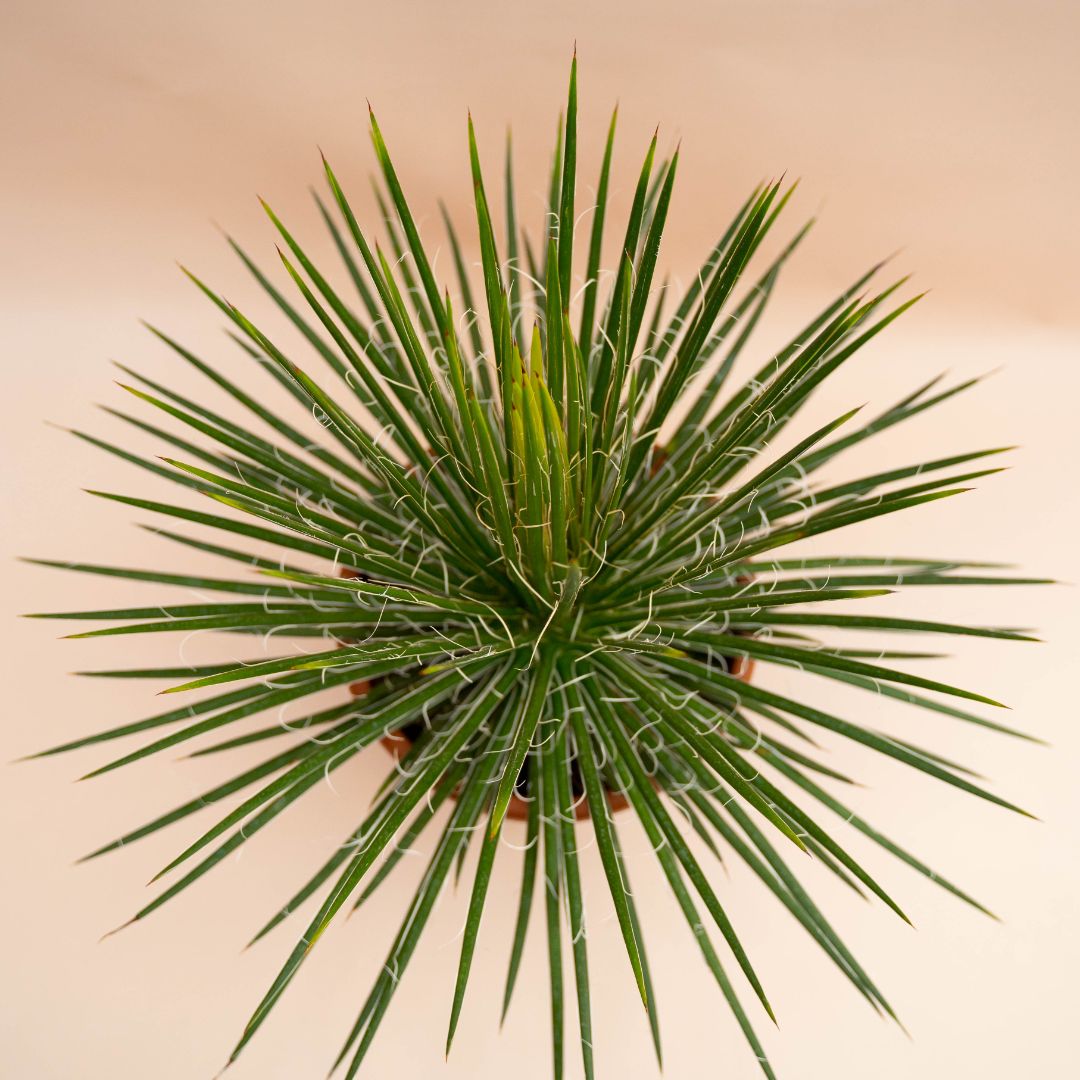 Agave geminiflora in vaso Ø 25 cm - immagine 3