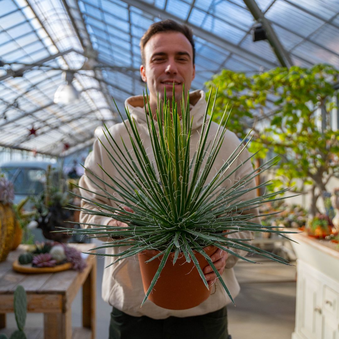 Agave geminiflora in vaso Ø 25 cm - immagine 4