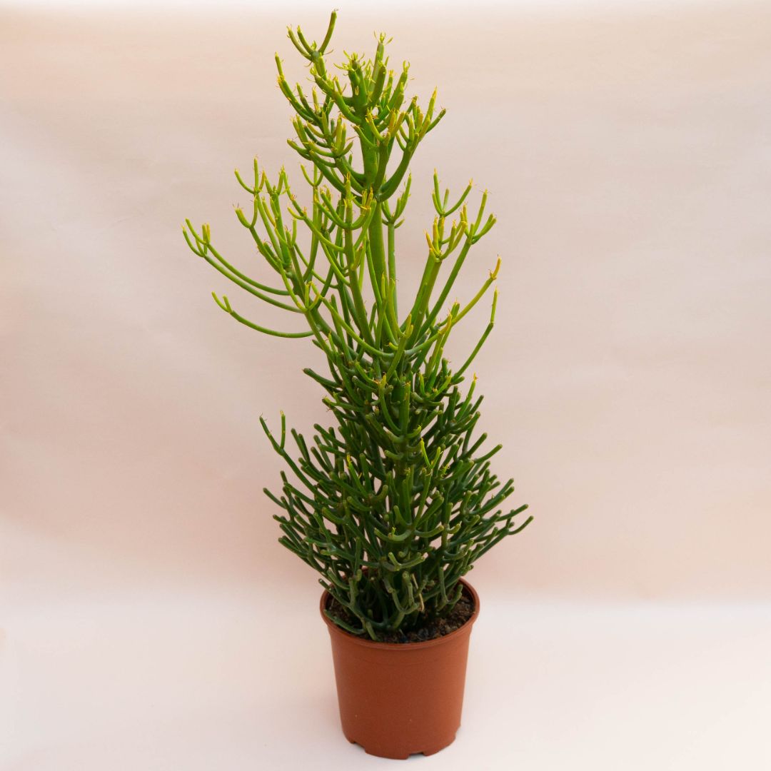 Euphorbia tirucalli Ø 17 cm - immagine 2