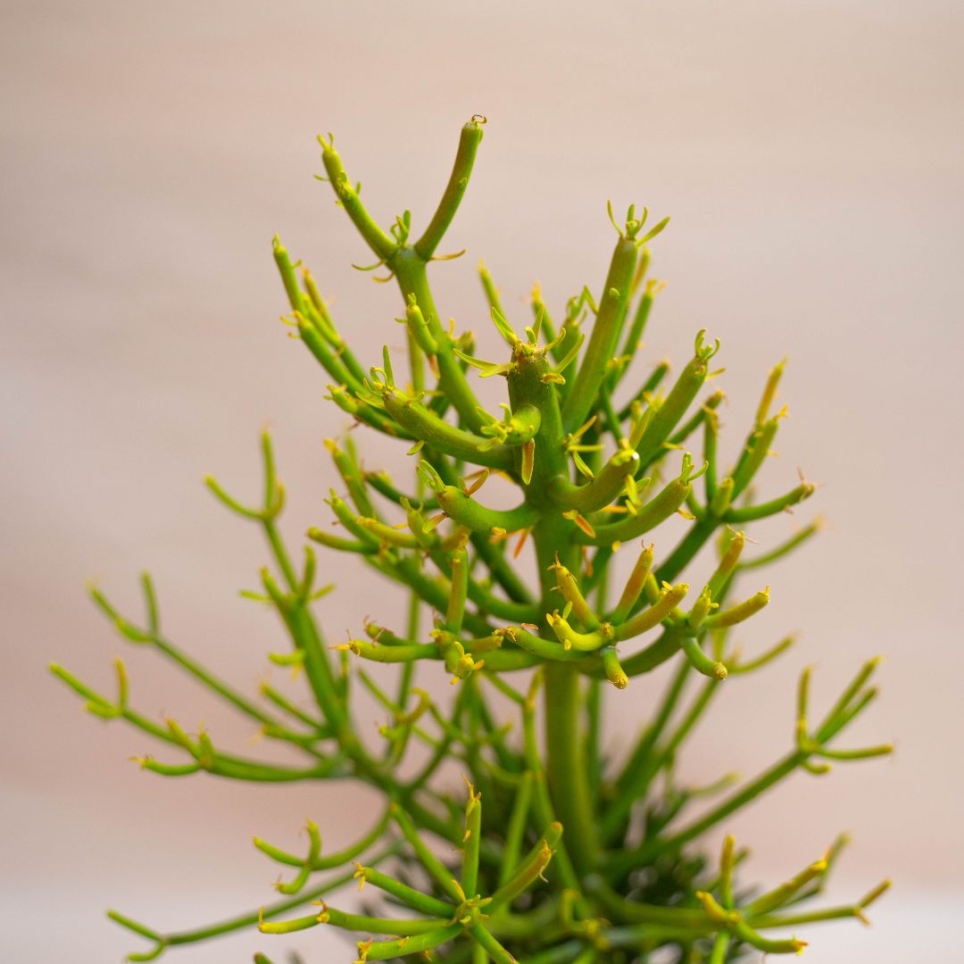 Euphorbia tirucalli Ø 17 cm - immagine 3