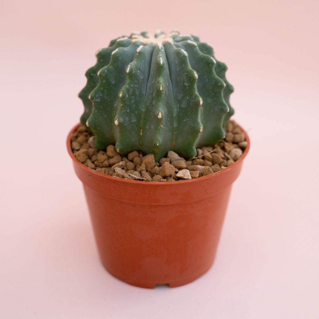 Ferocactus glaucescens nudum Ø 13 cm - immagine 2
