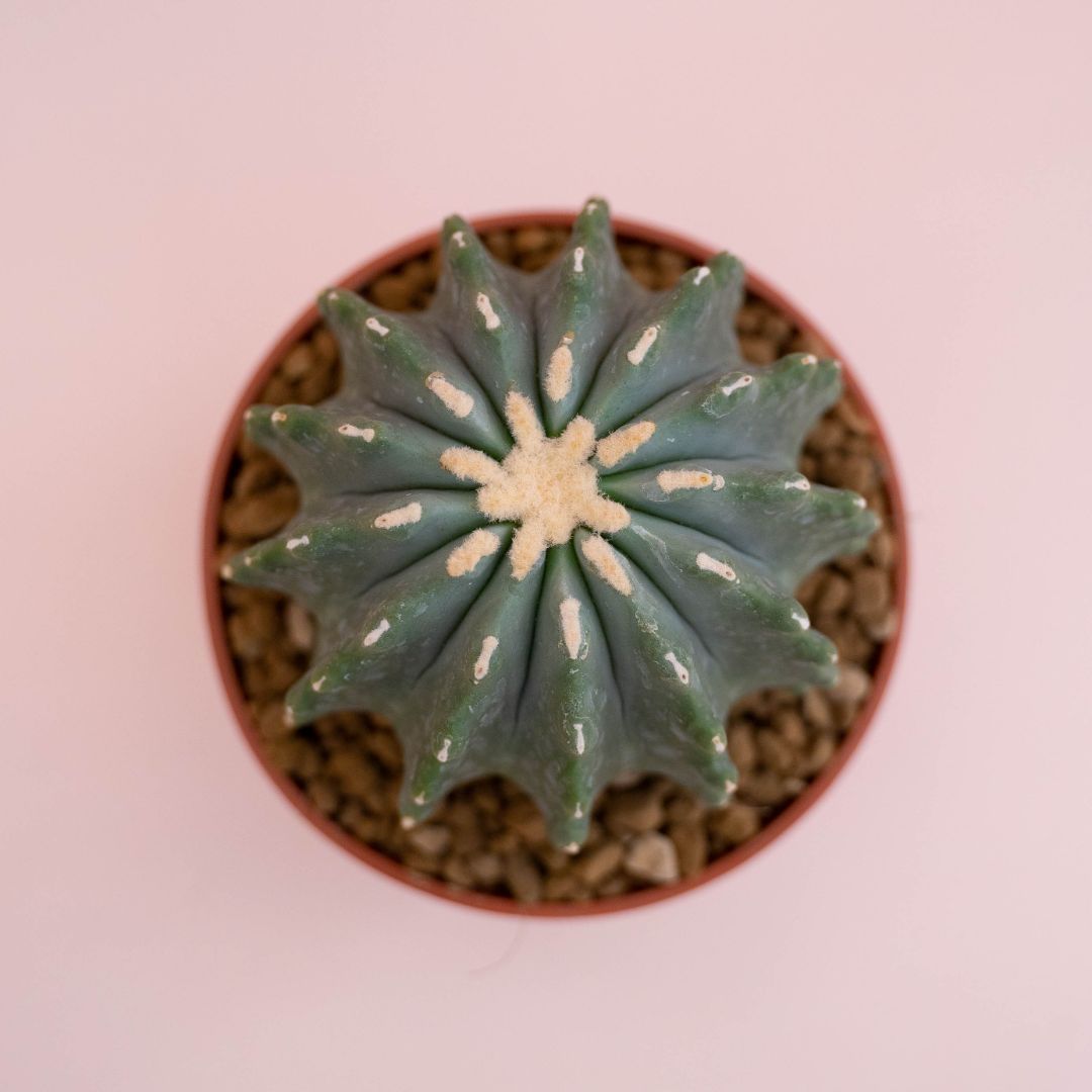 Ferocactus glaucescens nudum Ø 13 cm - immagine 3